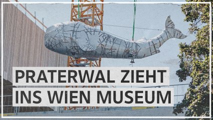 Praterwal mit Kran ins Wien Museum gehievt