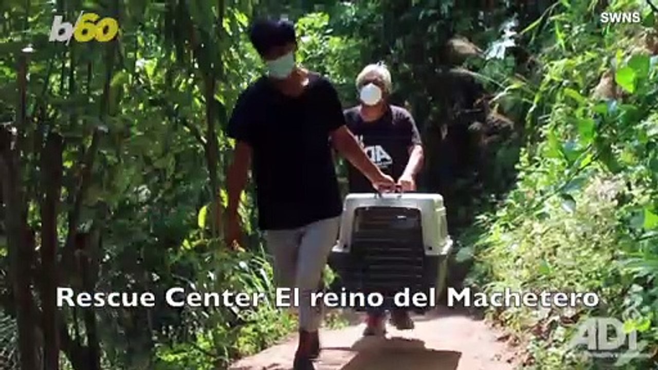 This Adorable Monkey Was Rescued in Peru