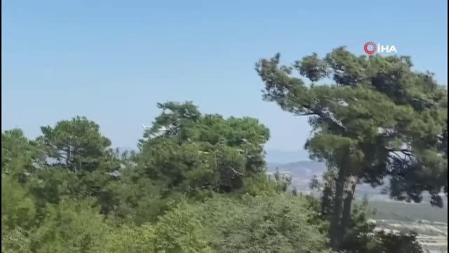 Manisa'daki orman yangını buğday tarlasında başlamış