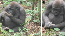 Un comportement clé de l'évolution humaine observé pour la première fois chez des gorilles