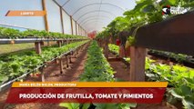 Producción de frutilla, tomate y pimientos