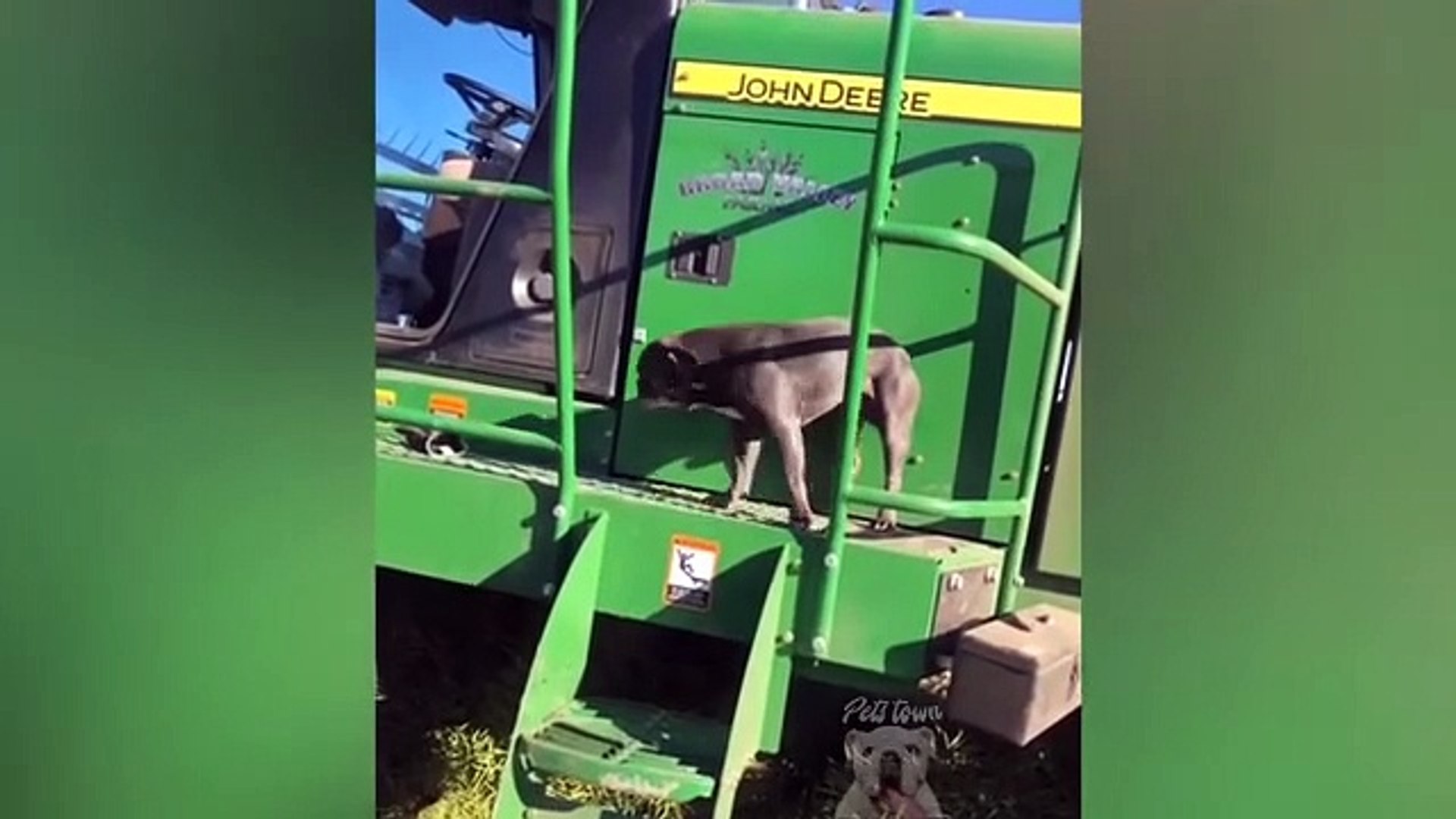 Top Funny Pet Videos - TRY NOT TO LAUGH - Pets Lover