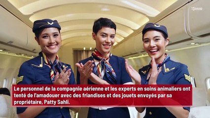 Un chat capturé après avoir passé trois semaines dans un aéroport américain !