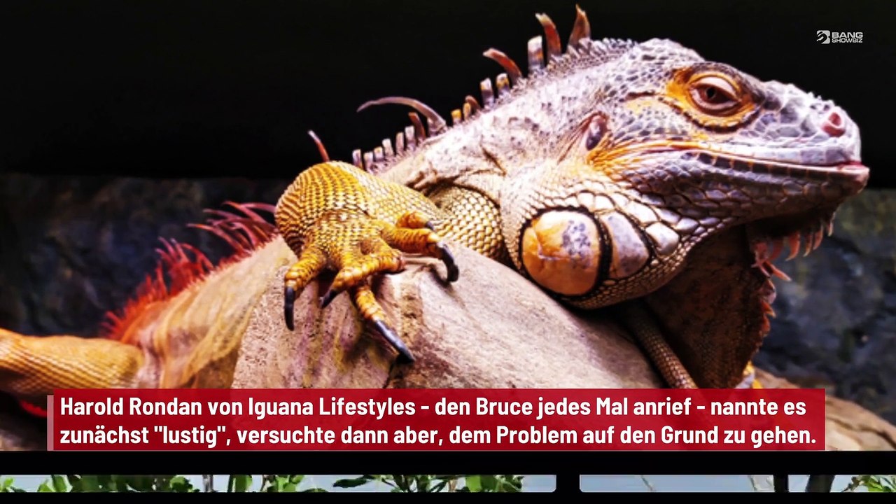 Leguan zu Gast: Mann aus Florida geht 'mit Besorgnis' aufs Klo