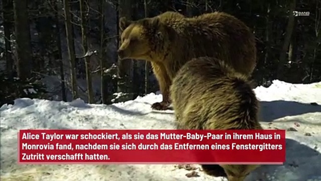 Bär bricht in Haus und schlemmt Donuts