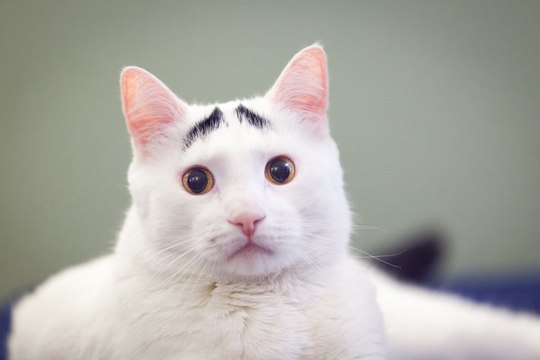 Raising Eyebrows: Cute Cat Becomes Viral Sensation