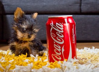 The World's Smallest Dog: Tiny Dog Terrier