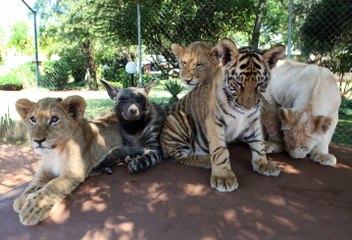 Baby Animals Baby Lion, Baby Tiger   Baby Hyena Cub Animal Cuteness
