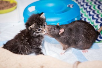 Brooklyn Cat Cafe Employs Rats To Care For Kittens | CUTE AS FLUFF