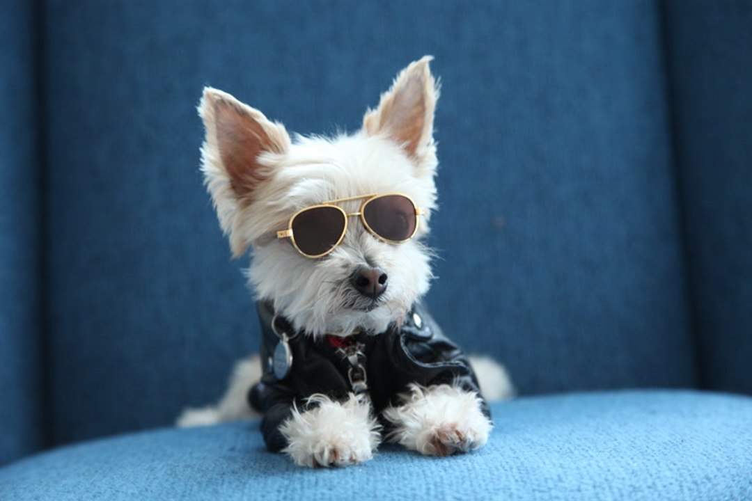 Ella Bean The Fashionista Dog: CUTE AS FLUFF