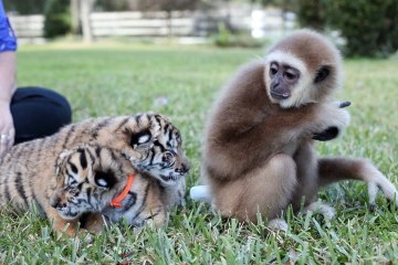 Cute Cub Kindergarten: Tigers' Unusual Friends