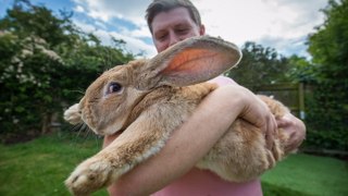 3ft Long Bunny Set To Become World’s Biggest Rabbit: CUTE AS FLUFF