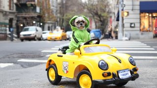 New York Dog Has $1,500 Luxury Car Collection: CUTE AS FLUFF