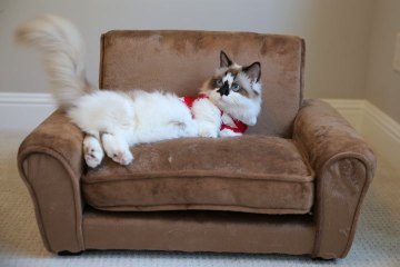 Tabby Potter: Munchkin Moggy Becomes Online Celebrity