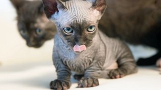 New Cat Breeds: Meet the Hairless SphynxieBob And BamBob