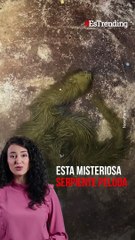 ¡Esta impresionante serpiente 'peluda' tiene sin comentarios a más de uno!