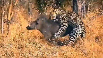 Spectacular Breakthrough Of Antelope Escape From The Lions