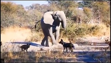 Big Mistake When Python Swallows Baby  Leopard,Attack Python ►RhinoVs Lion,Hyena,  Buffalo