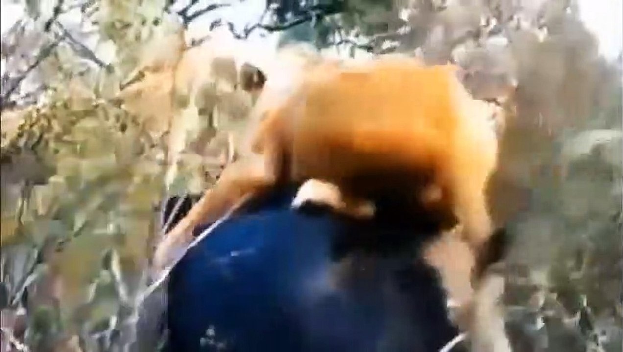 Lion Hunting Antelope Captured On Camera ►Wild Dogs vs Antelope►Buffalo, Giraffe, Elephant, Lion War