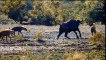 Fierce Hunt In The Wild ►Antelope Vs Hyenas, Lion, Jaguar, Hippo, Rhino