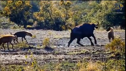 Fierce Hunt In The Wild ►Antelope Vs Hyenas, Lion, Jaguar, Hippo, Rhino