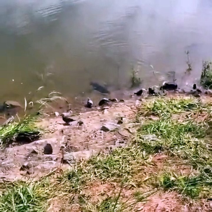 Un poisson chat capture un oiseau... gros appétit