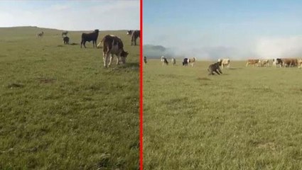 Aç ayı sürünün ortasına daldı, korku dolu anları çoban böyle kaydetti