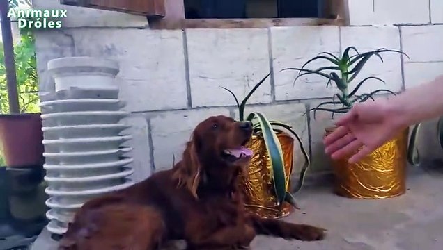 Chien Setter irlandais mignon main tremblante comme un humain