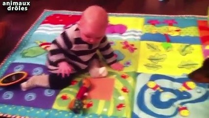 Chiens Clever enseignement Bébés choses Compilation 2014