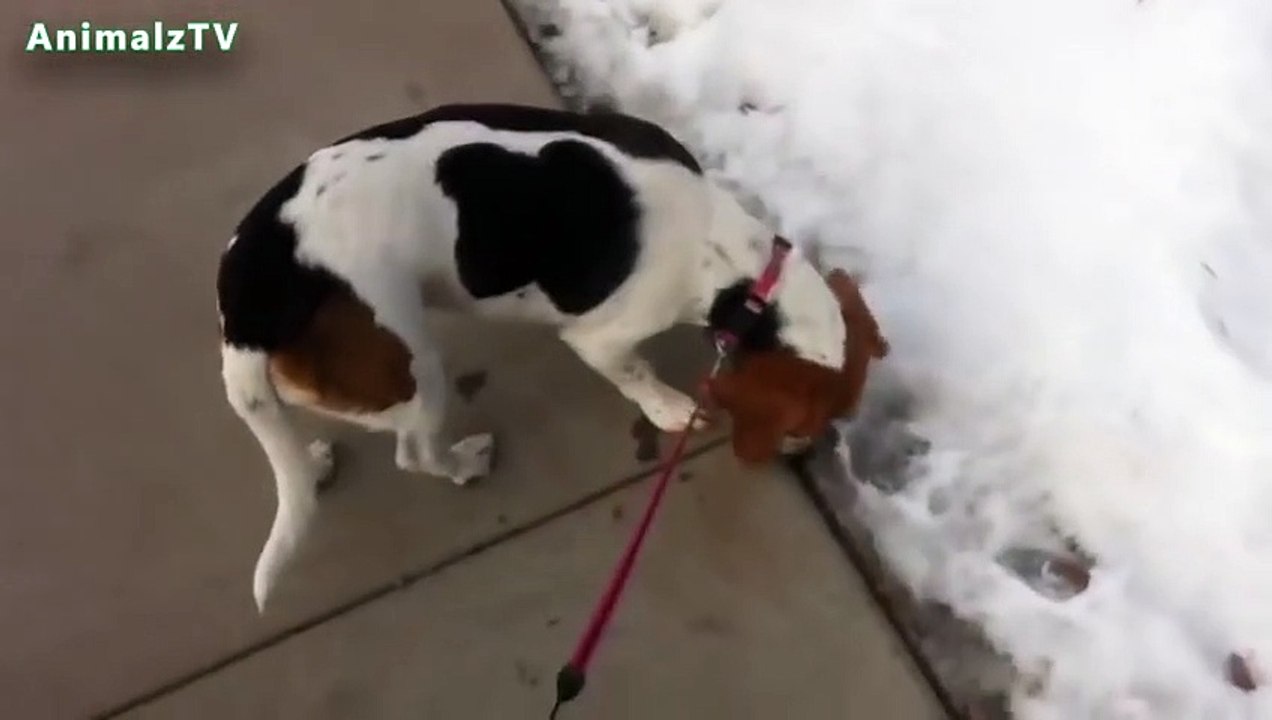 Chiens drôles jouant pour la première fois dans la compilation de neige