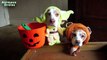 Chiens et chats drôles costumes d'Halloween Compilation 2,015