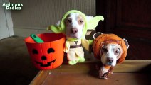 Chiens et chats drôles costumes d'Halloween Compilation 2,015