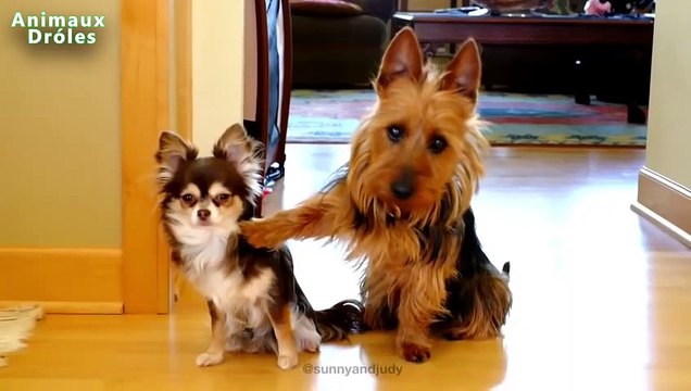Chiens Guilty drôles Qui sont Compilation Désolé 2016 [Seulement NOUVEAU HD Vidéos]