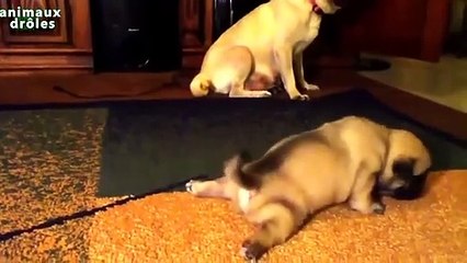 Chiots mignons apprendre à marcher Compilation Janvier 2014 [NEW HD]