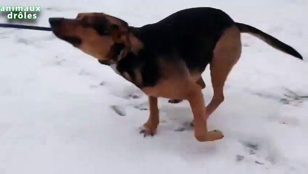 Chiens drôles jouant dans la neige de compilation 2014 [NOUVEAU HD]
