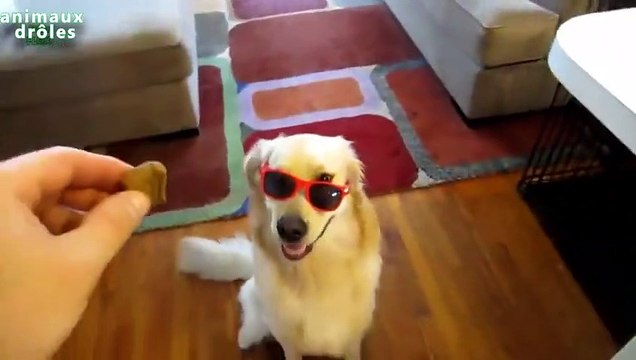Chiens drôles porte des lunettes Compilation 2014 NEW HD