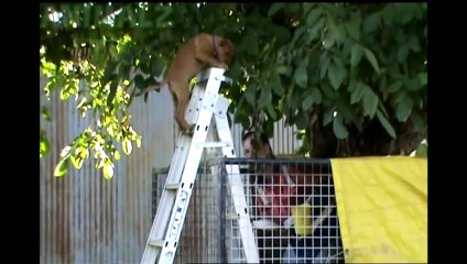 Vous allez rire jusqu'à ce que vous tombiez sur votre BUTT - FUNNIEST Animal Compilation