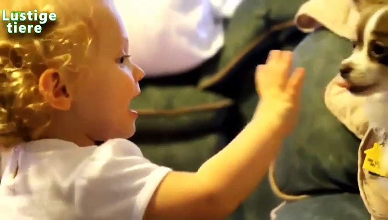 Chiens donnant baiser mignon les bébés 2014 [HD video]