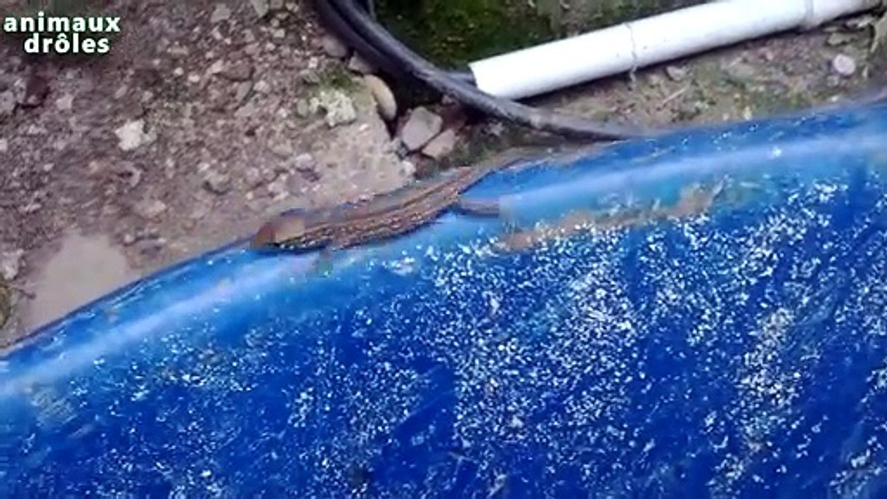 Petit lézard