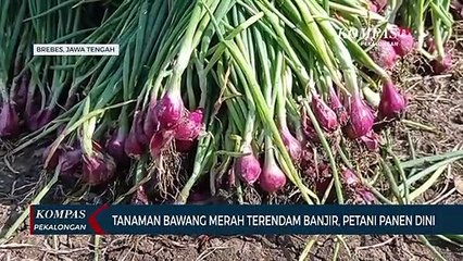 Tanaman Bawang Merah Terendam Banjir, Petani Panen Dini