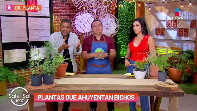 Plantas que ahuyentan insectos: Citronela, chile carnaval, ajo y más