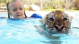 Swimming With Tiger Cubs