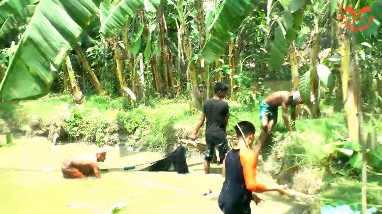 Most Satisfying Cast Net Fishing Video Catch Fish -Traditional Net Catch Fishing in pond