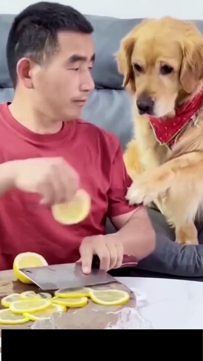 Amazing Funny Dog and Cat