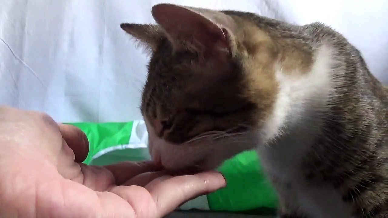 Cute Kitten Eats from My Hand