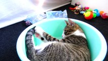 Funny Little Cat Tries to Catch His Tail in a Basin
