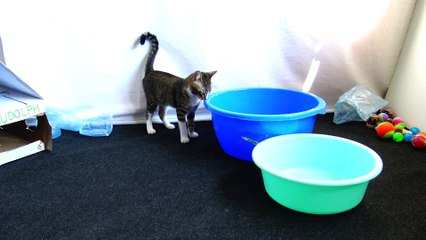 Kitten Rudolph Is Intrigued as He Discovers Two Mysterious Basins