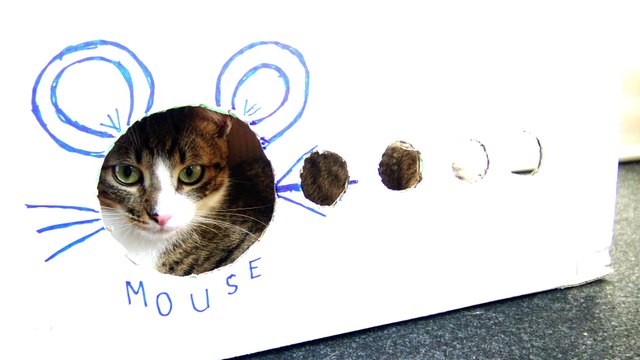 Kitten Rudolph Spies from His Toy House