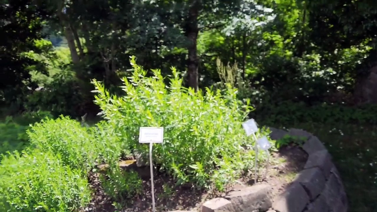 # VOLKSLEHRER : VL bei Herman Wirth (und der Burg Lichtenberg) | GESCHICHTE