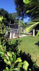 Amarran leona que escapó de jaula de una finca en Altamira